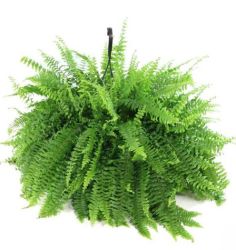 Boston Fern