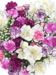 Mini Carnation Deluxe