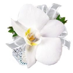 Phalenopsis  corsage